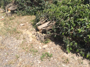  بالصور: مجهولون يقطعون الأشجار المحيطة بجمعية كنان حسونة بمدينة اللد